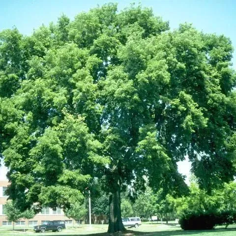 thumbnail for publication: Celtis occidentalis: Common Hackberry